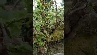 DUỐI rừng trên thân