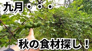 Looking for autumn ingredients in the mountains of Japan.  However, the mushroom was not eaten.