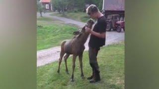 Moosecalf Karl wants kisses ️