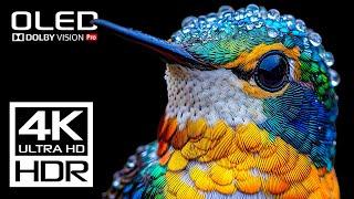 Самое крутое видео 4K 120 FPS HDR Dolby Vision - 4K Видео ULTRA HD