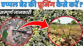 Apple Ber‌ की #Pruning/Cutting कब कैसे करें सम्पूर्ण जानकारी Smart Kisan