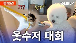 When Korean Animals See Funniest Animal Memes In UK LOL