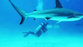 Blackbeard's Cruises Shark Feed (Eleuthera, Bahamas)