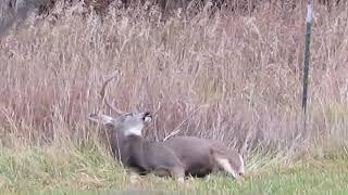 Mule deer dozing off! Hilarious!