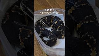 Unboxing venomous Halloween Vipers at the airport! #reptiles #venomoussnakes #unboxing #viper #pets