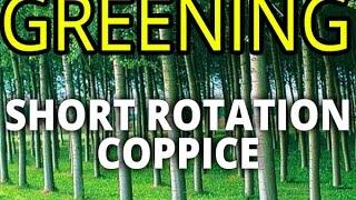 Short Rotation Coppice (SRC). Poplar plantation - the best way for greening (willow alternative)