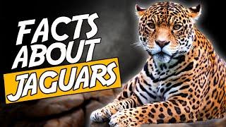 Top 10 Unsual Facts About Jaguars  (No  1 Will Frighten You)