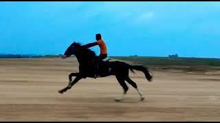 Horse Running in 80 KMPH| Hassan Airport #horselover