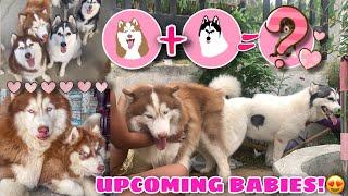 Puppies Again! | SNOWY & HERCULES! | Husky Pack TV