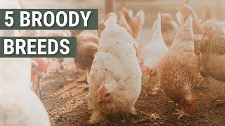 5 Broody Chicken Breeds | These Hens Make Great Mothers