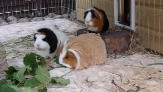 Poorly Pigs & Hamster Cage Cleaning