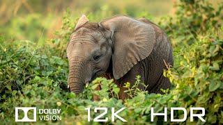 World Beautiful Animals In Dolby Vision 12K HDR 120fps - Relaxing Piano Music