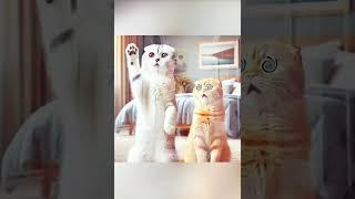 KITTEN'S Starbucks OBSESSION Revealed! #cat #shorts #yt #funny