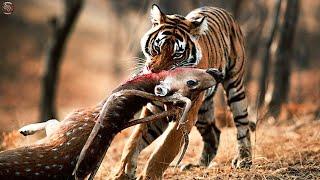 BENGAL TIGER - The Deadliest Beast of India and Bangladesh