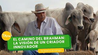 El camino del Brahman: La visión de un criador innovador - TvAgro por Juan Gonzalo Angel Restrepo