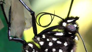 Monarch Butterfly Head FYV