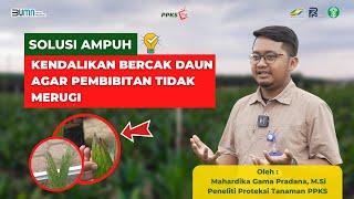 Kelapa Sawit Terserang “Bercak Daun”? Ini Solusinya!