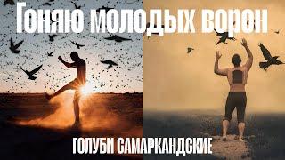 Бойные голуби.Поднял молодёжь, средний результат! Для начала пойдет! Голуби Самаркандские в Твери.