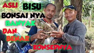 PEMBONSAI INI ASLI BISU TAPI BONSAINYA KOK BAGUS BENER GAK KALAH DNG YG LAIN