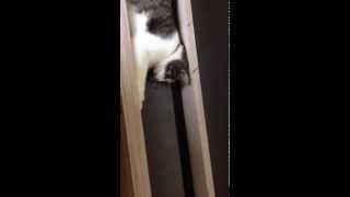 Funny Cat Play in my Workroom, lustige Katze spielt auf mei