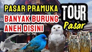 #06 Pasar Burung Pramuka - Banyak Burung Aneh | Video lepas tanpa keterangan - Isi Caption Sendiri