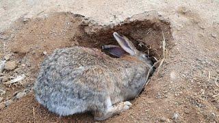 어미토끼(rabbit) 는 땅굴속에 있는 아기토끼에게  젖을 먹이려면 무슨 행동을 할까요??