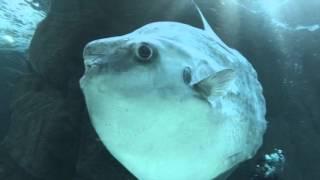 Ocean sunfish (Mola mola) at Two Oceans Aquarium