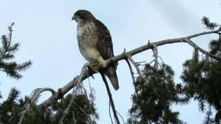 Red tail hawk calling