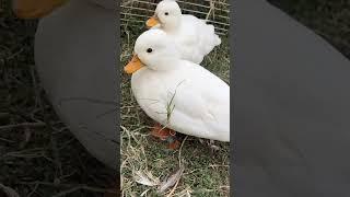 Funniest Ducks Videos Compilation 2024 #shorts