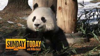 New giant pandas debut at Smithsonian's National Zoo in Washington