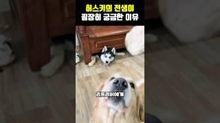 허스키의 전생이 굉장히 궁금한 이유