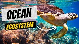 What are some ocean ecosystems?|Marine Ecosystems |AQUATIC ECOSYSTEM|Exploring Oceans Teaching Oasis