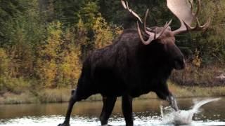 Jim Shockey's Hunting Adventures - Rogue River Outfitters pt. 2 - Outdoor Channel