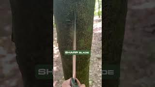 Outdoor Knife Review: Odenwolf W Catcher  #survivalknife #SurvivalGear #woodsplitting  #bushcraft