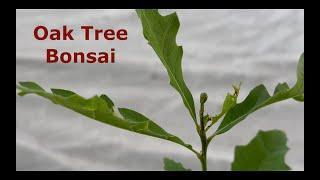 Oak Tree Bonsai A from Seed - Intro 2023