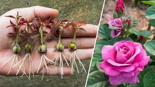 Rose plant grow unique Idea from home garden | Rose Grafting
