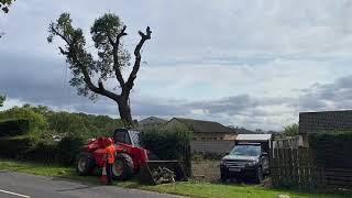 How to safely rig a condemned Oak tree!