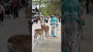 Strolling through Nara Park, Japan, surrounded by friendly deer! #nara #travel