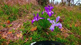 Fitton Green Trail System - Mulkey Ridge and Alan Throop Trails