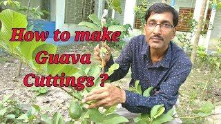 How to take cuttings of guava plant in the most perfect way.