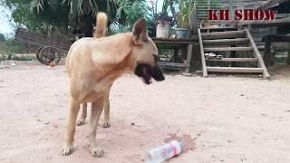 VillageDogs!! German Shepherd Female Vs Carolina Dog In Siem Reap Village | Rural Life Of Dogs