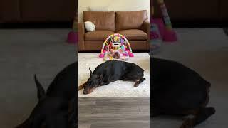 Crazy Doberman not impressed with baby! Watch what happens next!