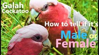 How To Tell If The Galah Cockatoo Is A Male Or Female? Queensland, Australia