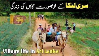 Sri lanka  village life Documentary in Urdu and hindi || سری لنکا کے گاؤں کی زندگی