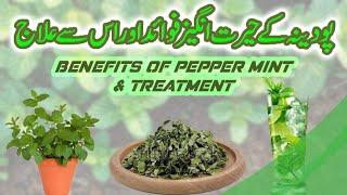 Podinay k faiday | health benefits of mint | Pudina ka istemal kaise karen | Uses of mint leaves