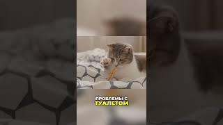 Изменения в потреблении воды и проблемы с туалетом у кошек