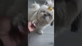 Sassy Shih Tzu Puppy | Fur Baby Mila #fyp #cutedogs #explorepage #tiktok #cutepets #dogs