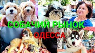 Собачий базар Одесса. Староконный рынок. Продажа собак. Разные породы собак. Птичий рынок. #зоотроп