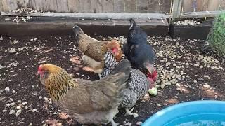 Chicken Breed Observations - Easter Eggers!