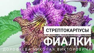 Новое поступление в Доме Фиалки коллекционера Дорофеева Н.В.